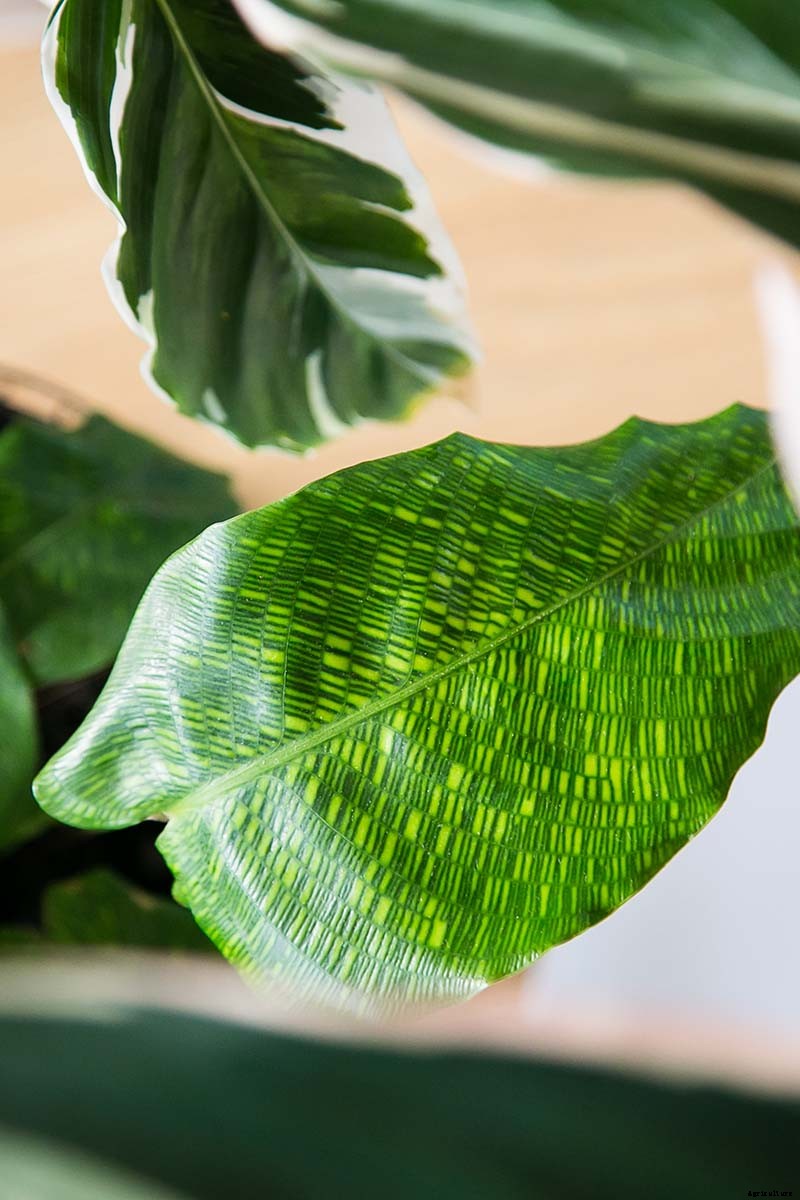 21 of the Most Stunning Species of Prayer Plants to Grow at Home