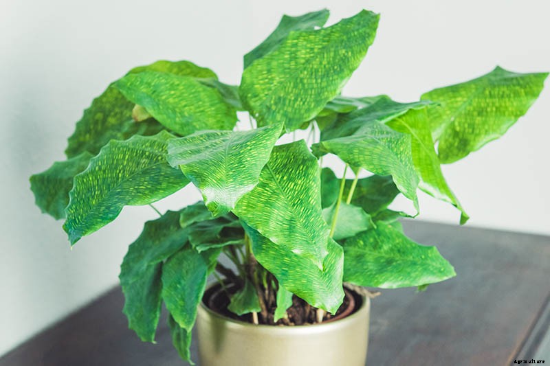 21 of the Most Stunning Species of Prayer Plants to Grow at Home