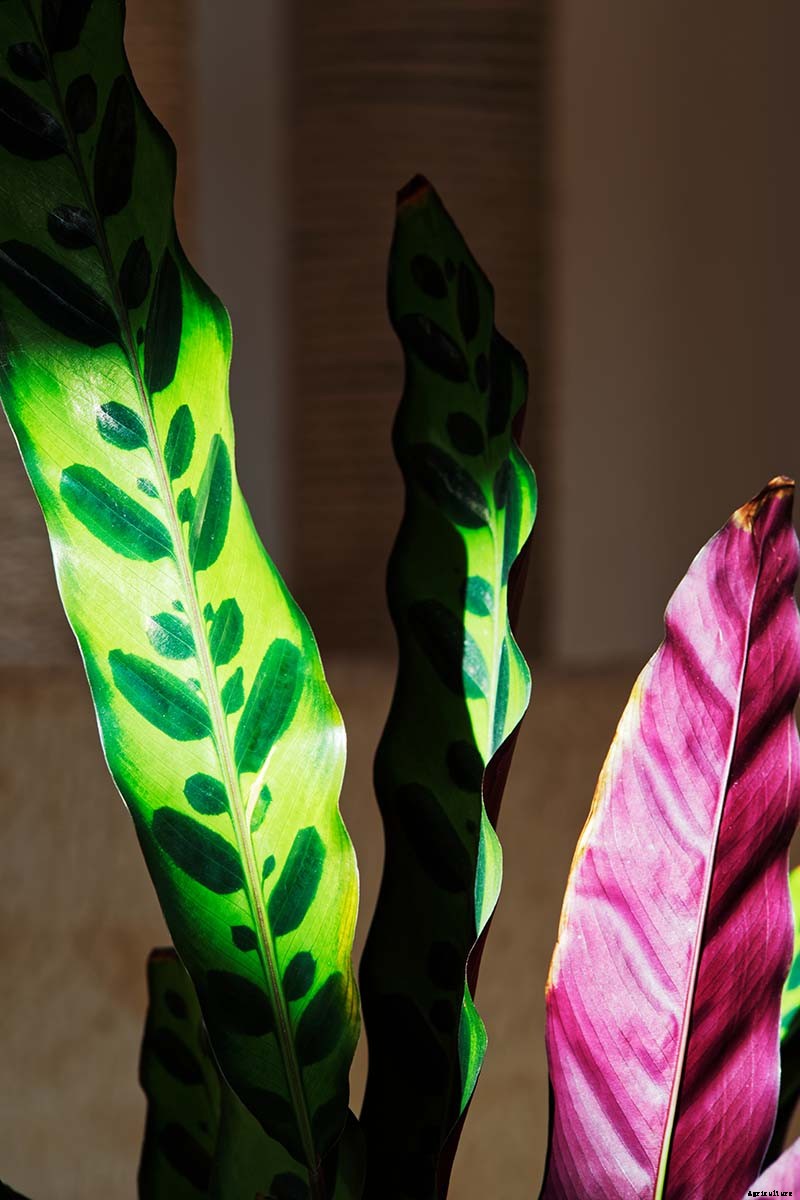 21 of the Most Stunning Species of Prayer Plants to Grow at Home