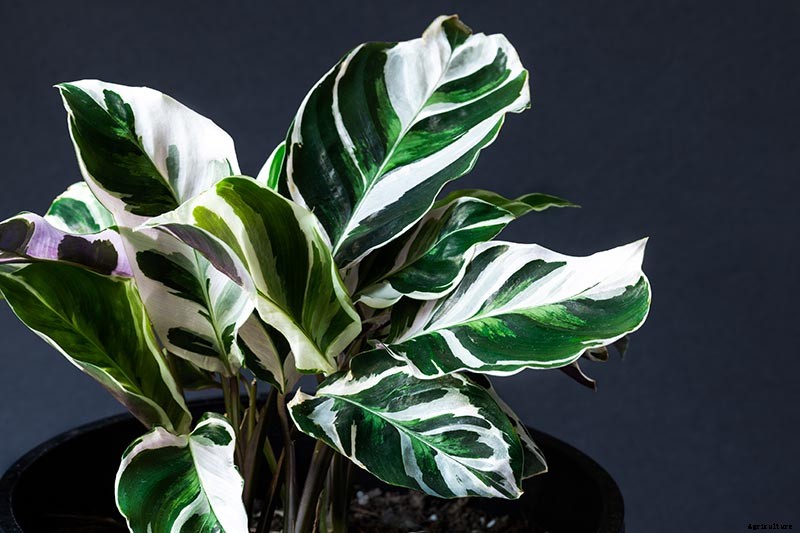 21 of the Most Stunning Species of Prayer Plants to Grow at Home