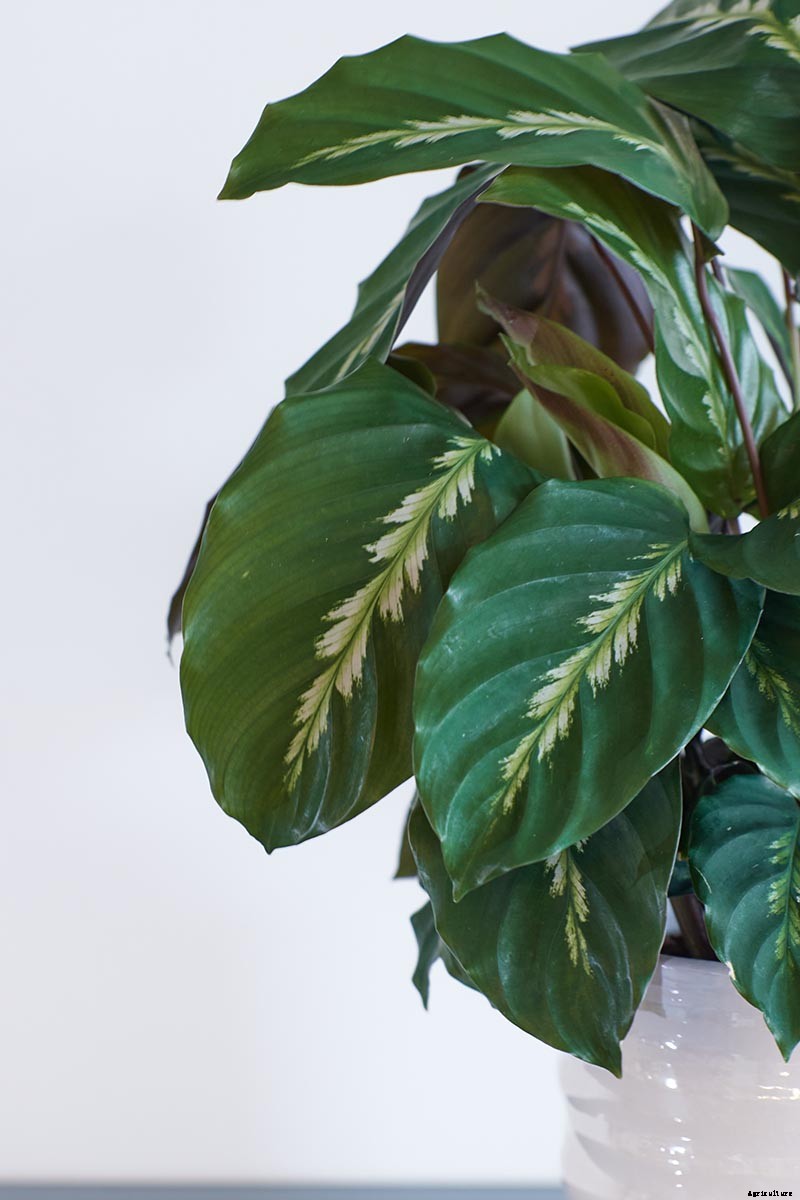 21 of the Most Stunning Species of Prayer Plants to Grow at Home