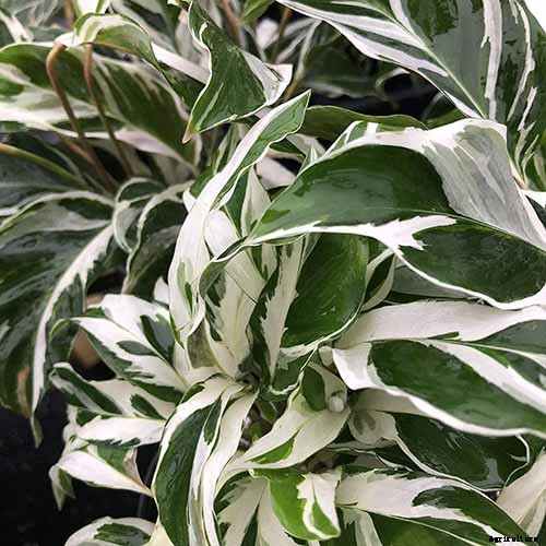 21 of the Most Stunning Species of Prayer Plants to Grow at Home