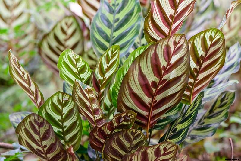 21 of the Most Stunning Species of Prayer Plants to Grow at Home