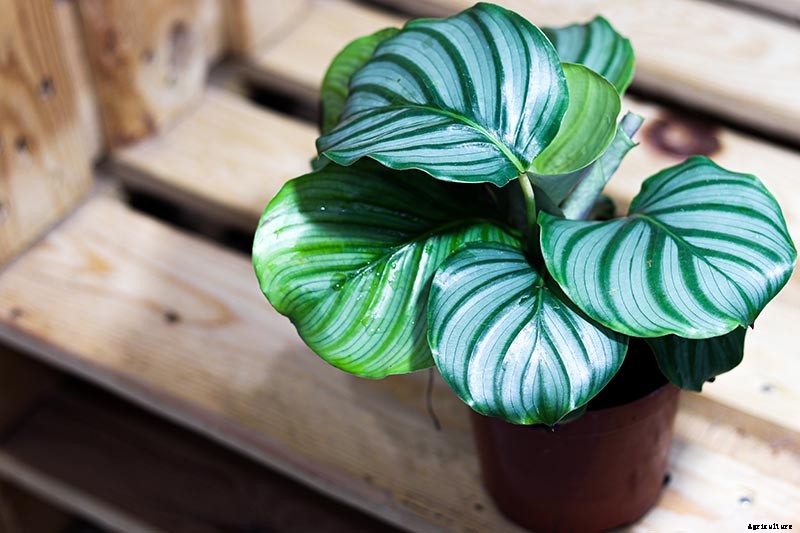 21 of the Most Stunning Species of Prayer Plants to Grow at Home