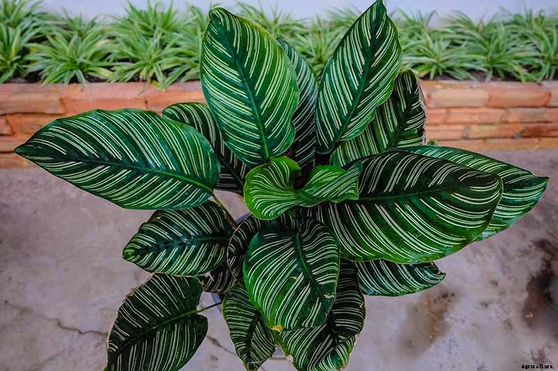 21 of the Most Stunning Species of Prayer Plants to Grow at Home