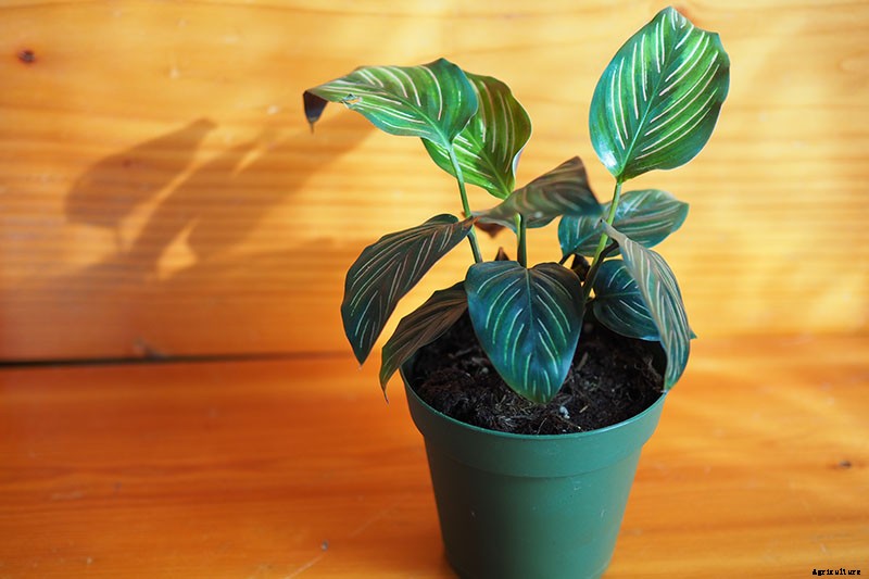 21 of the Most Stunning Species of Prayer Plants to Grow at Home