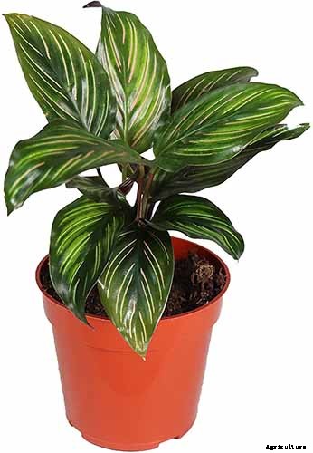 21 of the Most Stunning Species of Prayer Plants to Grow at Home