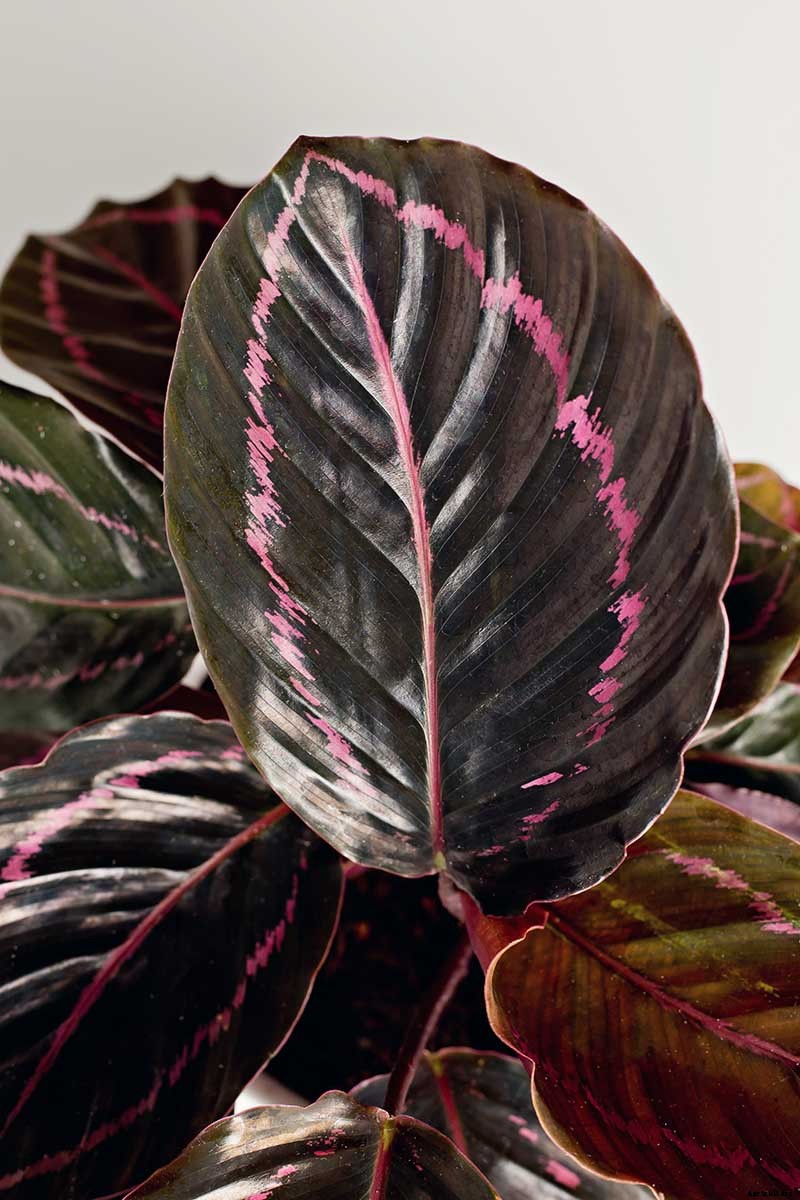 21 of the Most Stunning Species of Prayer Plants to Grow at Home