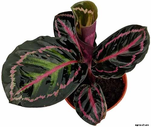 21 of the Most Stunning Species of Prayer Plants to Grow at Home