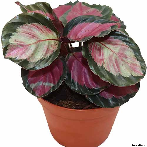 21 of the Most Stunning Species of Prayer Plants to Grow at Home