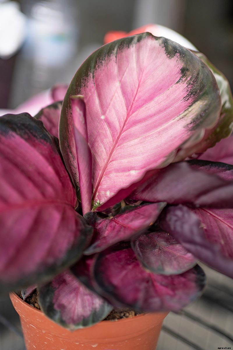 21 of the Most Stunning Species of Prayer Plants to Grow at Home