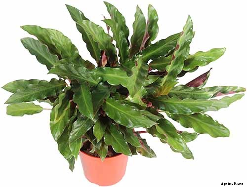 21 of the Most Stunning Species of Prayer Plants to Grow at Home