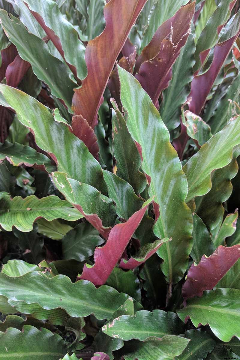 21 of the Most Stunning Species of Prayer Plants to Grow at Home