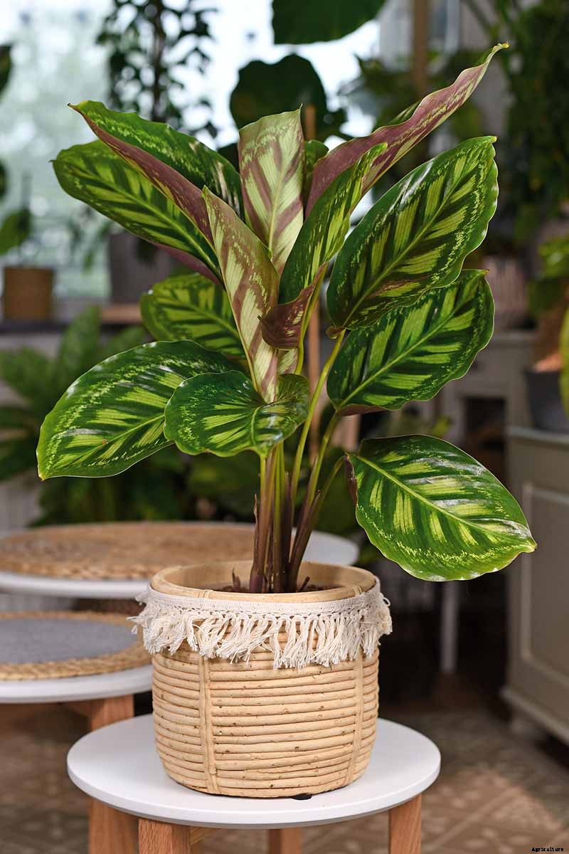 21 of the Most Stunning Species of Prayer Plants to Grow at Home