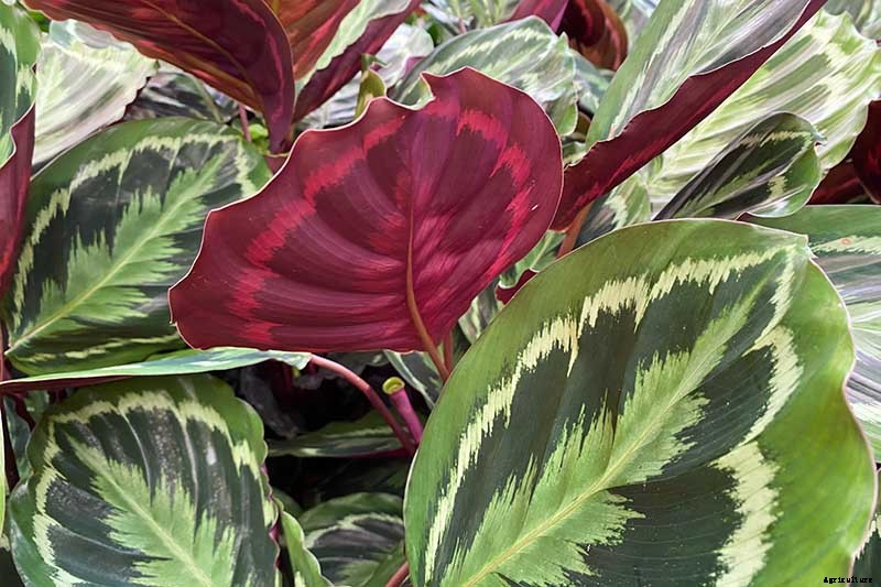 21 of the Most Stunning Species of Prayer Plants to Grow at Home