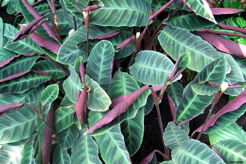 21 of the Most Stunning Species of Prayer Plants to Grow at Home