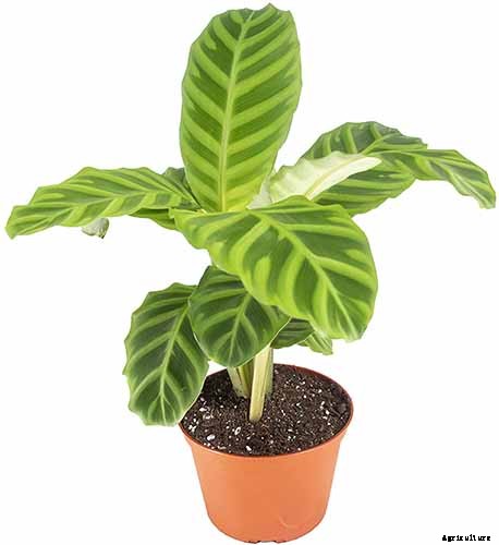 21 of the Most Stunning Species of Prayer Plants to Grow at Home