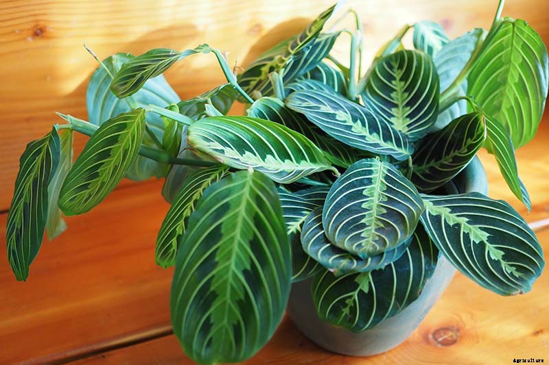 21 of the Most Stunning Species of Prayer Plants to Grow at Home