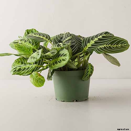 21 of the Most Stunning Species of Prayer Plants to Grow at Home