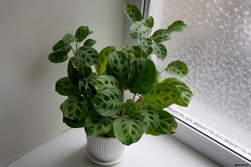 21 of the Most Stunning Species of Prayer Plants to Grow at Home