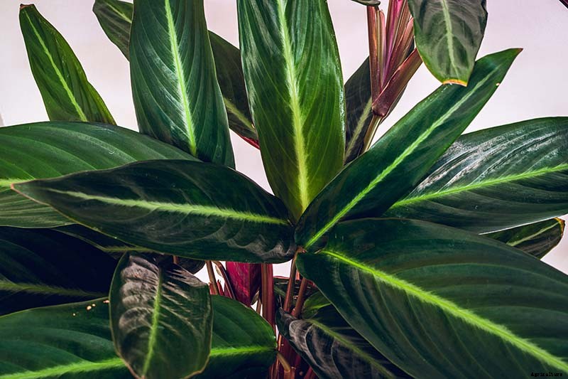 21 of the Most Stunning Species of Prayer Plants to Grow at Home