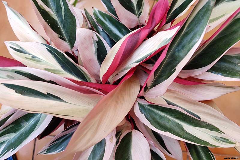 21 of the Most Stunning Species of Prayer Plants to Grow at Home