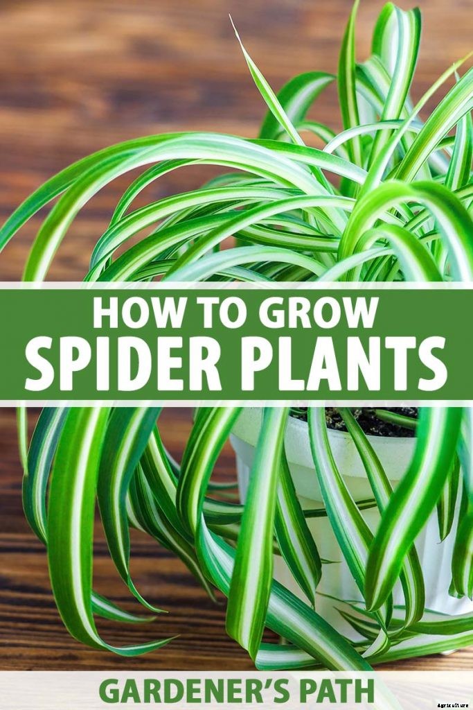 How to Grow and Care for Spider Plants