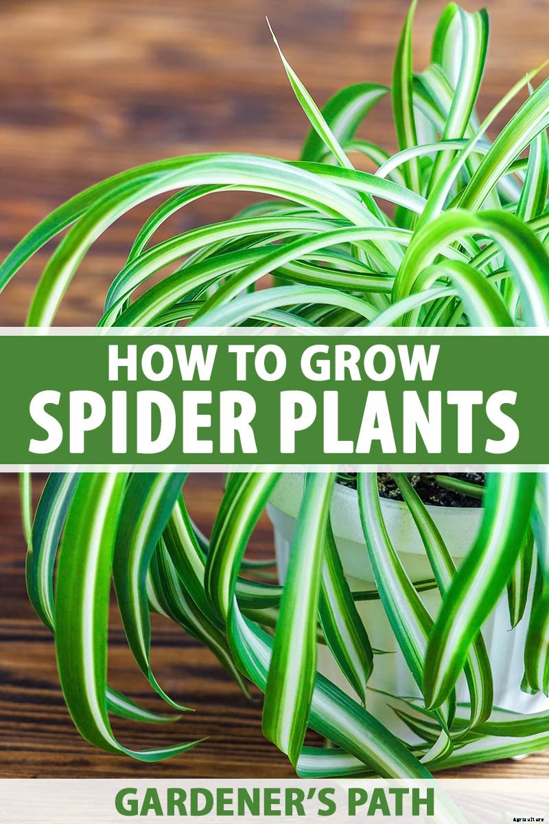 How to Grow and Care for Spider Plants