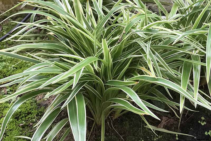 How to Grow and Care for Spider Plants