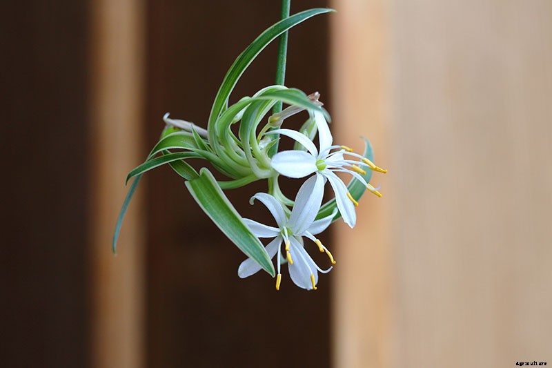 How to Grow and Care for Spider Plants