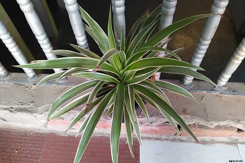 How to Grow and Care for Spider Plants