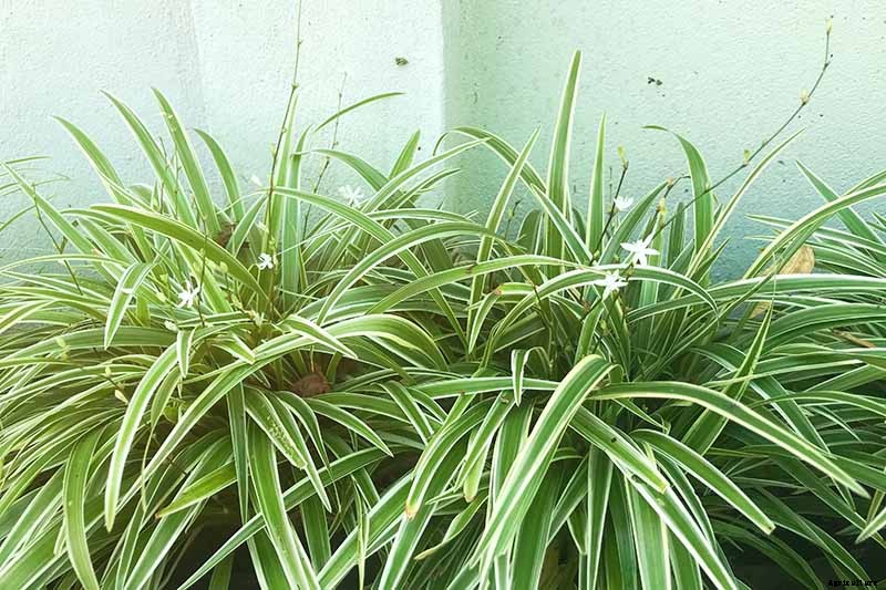 How to Grow and Care for Spider Plants
