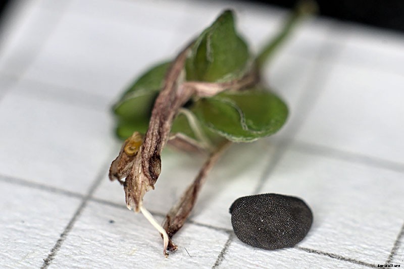 How to Grow and Care for Spider Plants