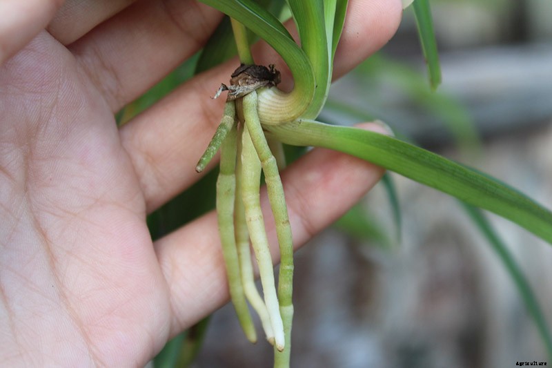 How to Grow and Care for Spider Plants