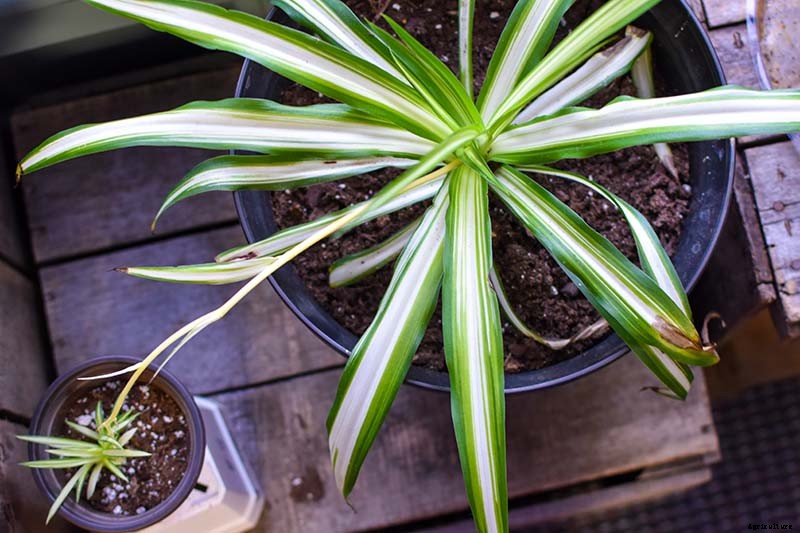 How to Grow and Care for Spider Plants