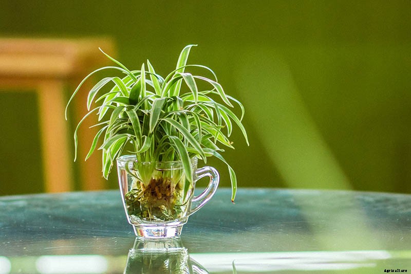 How to Grow and Care for Spider Plants