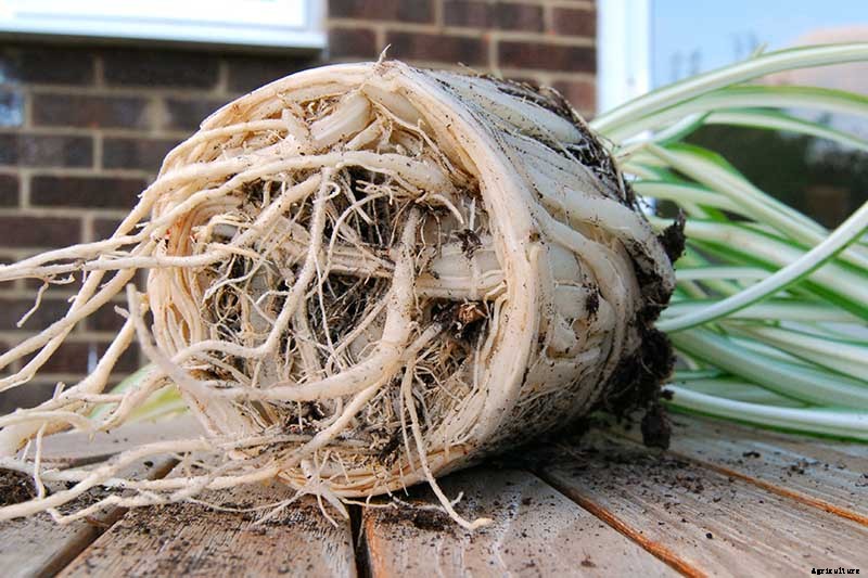 How to Grow and Care for Spider Plants