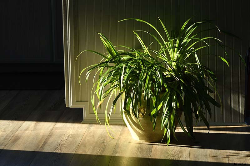 How to Grow and Care for Spider Plants