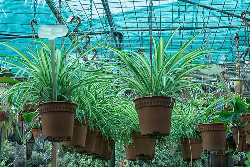How to Grow and Care for Spider Plants