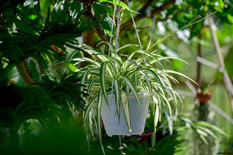 How to Grow and Care for Spider Plants
