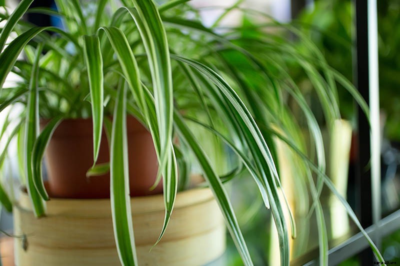 How to Grow and Care for Spider Plants