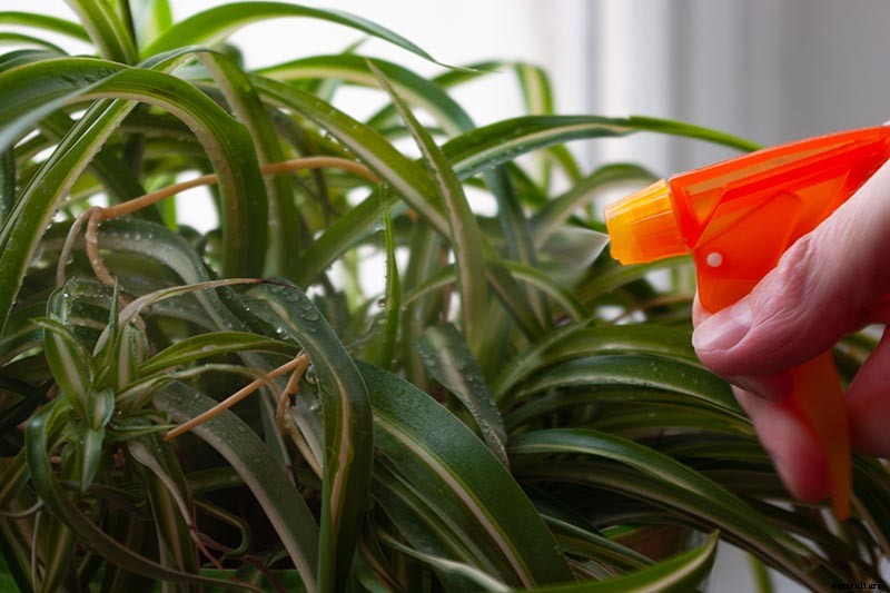 How to Grow and Care for Spider Plants