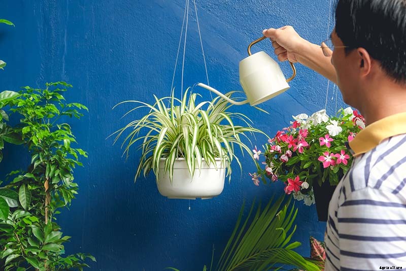 How to Grow and Care for Spider Plants