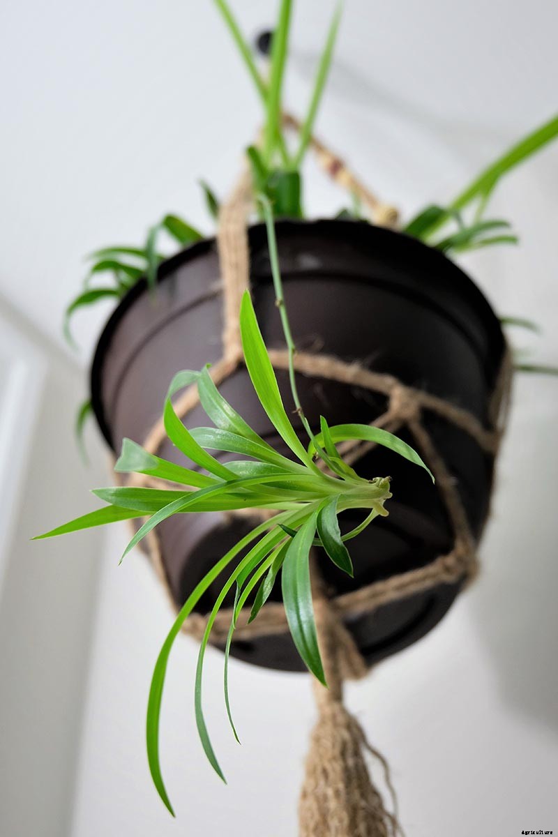How to Grow and Care for Spider Plants