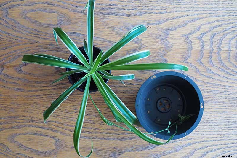 How to Grow and Care for Spider Plants