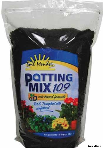 How to Grow and Care for Spider Plants