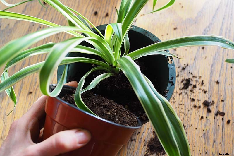 How to Grow and Care for Spider Plants