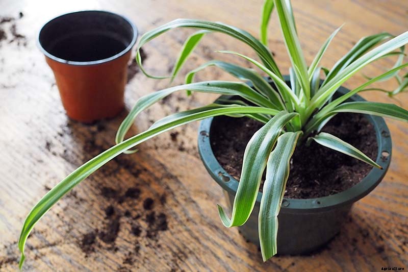 How to Grow and Care for Spider Plants