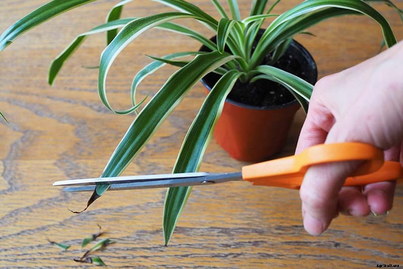 How to Grow and Care for Spider Plants
