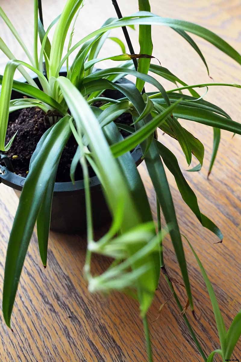 How to Grow and Care for Spider Plants